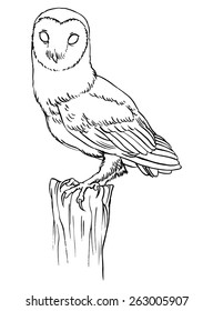 Barn owl - linear vector hand drawing