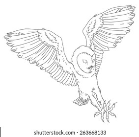 Royalty Free Barn Owl Drawing Stock Images Photos Vectors