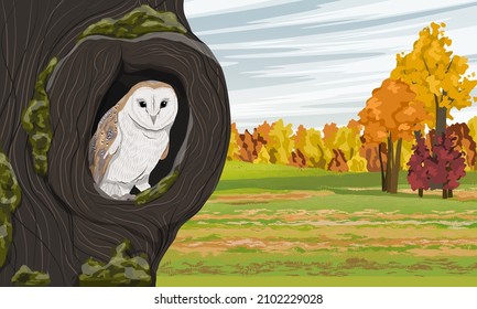 A barn owl looks out from the hollow of an old mossy tree. Field and autumn forest. Realistic vector landscape