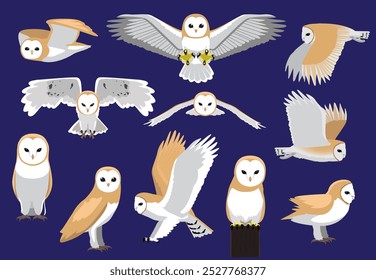 Barn Owl Poses Night Bird Vector Character Illustration