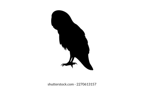 Barn Owl silhouette, high quality vector