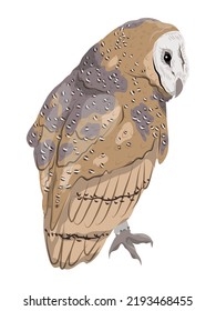 The barn owl sits on a branch with its back to the viewer. Wild nocturnal predatory bird in the forest. Realistic vector animal