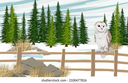 A barn owl sits on a fence in front of a winter spruce forest. Wild nocturnal birds of prey of the forest. Realistic vector landscape