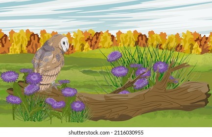 A barn owl sits on a log in a thicket of aster flowers. Autumn meadow with autumn forest. wild birds of the forest. Realistic vector landscape
