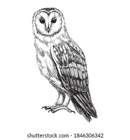 Barn owl sketch isolated on white background. Vintage tyto bird vector illustration.