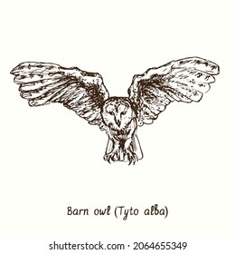 Barn owl (Tyto alba) flying front view. Ink black and white doodle drawing in woodcut style.