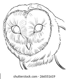 Barn owl or Tyto Alba - linear vector hand drawing