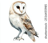 barn owl watercolor clipart illustration isolated