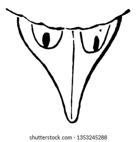 Barn Swallow Bill with straight commissure vintage line drawing or engraving illustration.