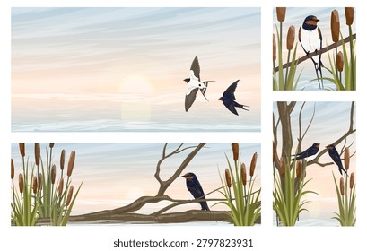 Barn swallow bird vector banner template set. Flying and sitting hirundo rustica characters on lake reed and tree branch, sunset landscape background with text copyspace for spring greeting card