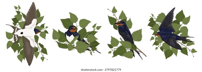 Barn swallow bird vector vector illustration clipart set. Cute hirundo rustica characters sitting and flying on birch tree branches with green leaves isolated on white background. Spring wildlife collection