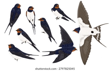 Barn swallow bird vector vector illustration clipart set. Cute hirundo rustica characters sitting, flying and soaring isolated on white background. Spring wildlife avian pack, animal bundle for design