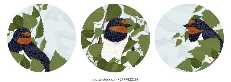 Barn swallow bird vector round icon set. Cute hirundo rustica portrait avatars in circle frames with birch tree branches and green leaves, spring sky background templates isolated on white