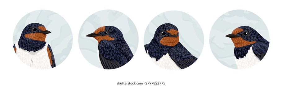 Barn swallow bird vector round icon set. Cute cartoon hirundo rustica portraits in circle frames isolated on white background. Spring wildlife avian characters avatar collection for design
