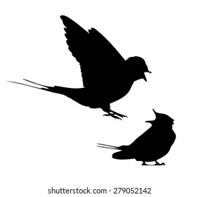 Barn swallow flit and sitting silhouette