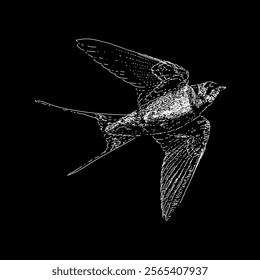barn swallow hand drawing vector isolated on black background.