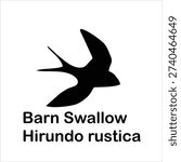 Barn Swallow (Hirundo rustica) Flying Silhouette Vector Illustration Isolated on White Background