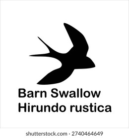 Barn Swallow (Hirundo rustica) Flying Silhouette Vector Illustration Isolated on White Background