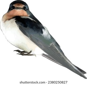 Barn Swallow (Hirundo rustica) North American Bird