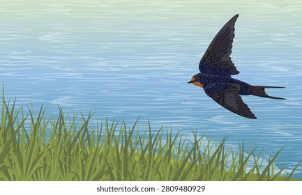 Barn swallow Hirundo rustica vector illustration of migratory bird flying fast over blue river lake water and green grass reed bank Summer wetlands landscape background for wildlife nature design
