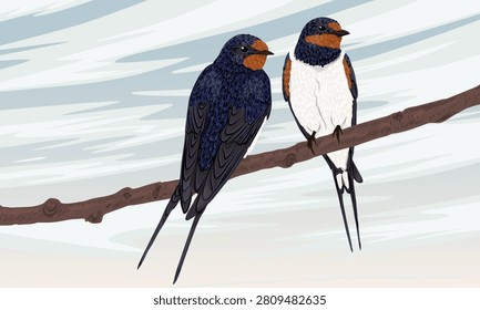 Barn swallow Hirundo rustica vector illustration of two migratory birds sitting on tree branch against sky background Seasonal wildlife birdwatching banner for spring nature and ornithology concepts