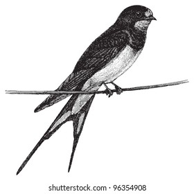 Barn Swallow (Hirundo rustica) / Vintage-Illustration von Meyers Konversations-Lexikon 1897