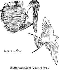 Barn swallow ink illustrations. Passerine bird with a long, deeply forked tail vector drawings set. Simple textured sketches of wildlife. Songbird birdwatching line artworks, isolated. 