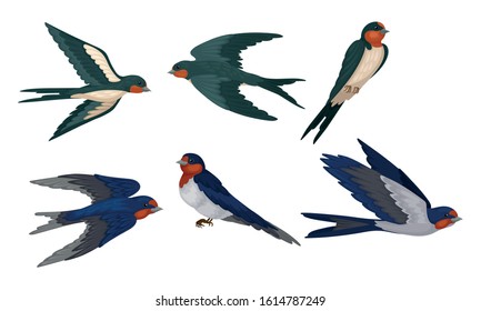 Barn Swallow with Long Tail and Sharp Wings Vector Set