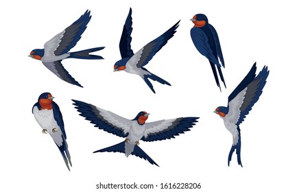 Barn Swallow with Long Tail and Sharp Wings Vector Set