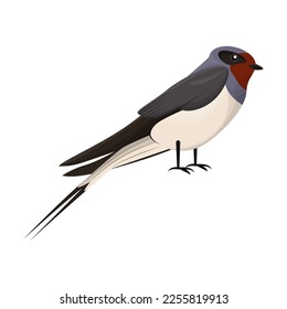 Barn Swallow with long tail. Vector illustration of sitting little bird, side view. Cartoon bird isolated white. Nature, wildlife, fauna concept