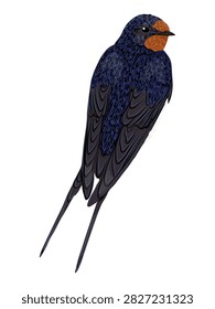 Barn swallow perching back view looking back isolated on white background, dark blue passerine bird Hirundo rustica with long forked tail and orange throat, detailed flat vector wildlife design asset