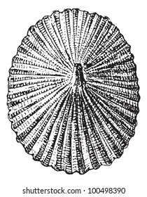 Barnacle or Lepas sp., vintage engraved illustration. Dictionary of Words and Things - Larive and Fleury - 1895