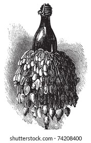 Barnacles on a bottle ( anatifa anserifera) old vintage engraving. Vector engraved illustration created in 1890.