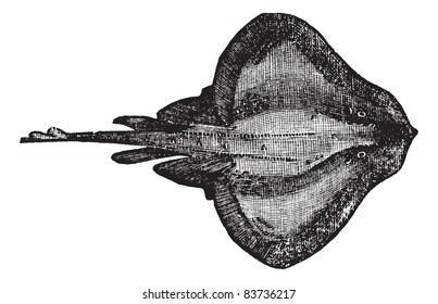 Barndoor skate or Dipturus laevis or Raja laevis, vintage engraving. Old engraved illustration of Barndoor skate isolated on a white background. Trousset encyclopedia (1886 - 1891).