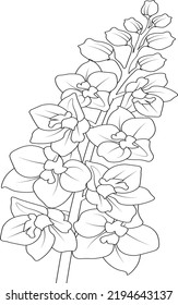baroque flower Delphinium, larkspur flower hand drawn illustration of vector sketch isolated flower buds botanical collection coloring book engraved ink art
