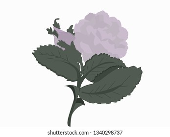 Baroque vintage floral vector