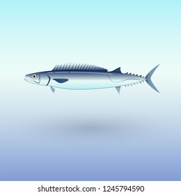 Barracouta fish illustration