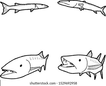 Barracuda Animal Vector Illustration Hand Drawn Cartoon Art