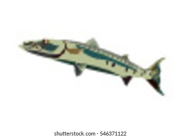 Barracuda Fish