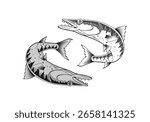 Barracuda Fish artwork illustration bw. vector illustration of two aggressive two barracudas in motion, fishing brands logo, marine tattoos, barracudas predator fish, isolated background,
