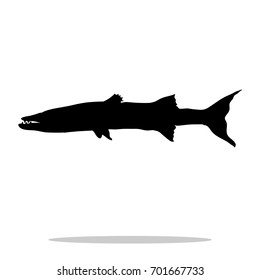 Barracuda fish black silhouette aquatic animal. Vector Illustrator.