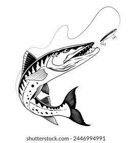 Barracuda fish catching the fishing lure black and white