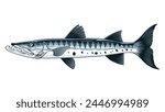 Barracuda Fish Full Colored Vintage