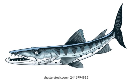 Barracuda Fish Hand Drawn Illustration in Vintage