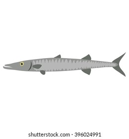 Barracuda. Fish isolated on a white background.