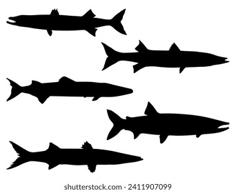 Barracuda fish silhouette vector art white background