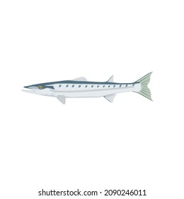 barracuda fish  vector drawing illustration