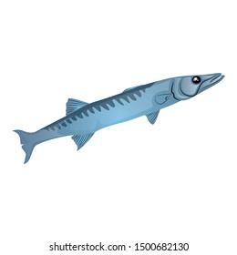 Barracuda Fish Vector Illustration Isolated On White Background