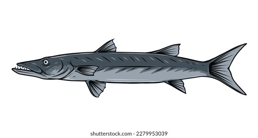 Barracuda fish vector illustration for you