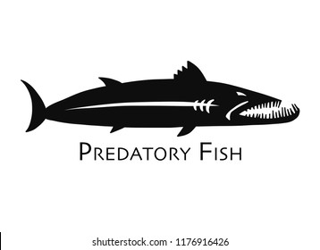 Barracuda fish for your design